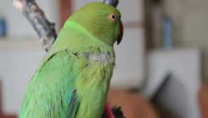 Blechy od parrotů účinných metod boje, prevence